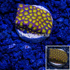 LiveAquaria® Orange Eye Leptastrea Coral (click for more detail)