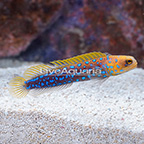 Blue Spotted Jawfish [Blemish]  (click for more detail)