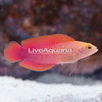 Fijian McCullochi Dottyback, Male (click for more detail)