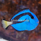 Blue Tang [Blemish] (click for more detail)