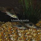 Longfin Schultzi Cory Catfish (Group of 3) (click for more detail)