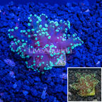 Australia Cultured Frogspawn Coral (click for more detail)