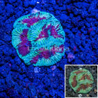 Australia Cultured Dipsastraea Brain Coral (click for more detail)