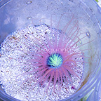 Tube Anemone, Pink with Neon Green Center (click for more detail)
