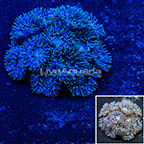 Aussie Duncan Coral (click for more detail)