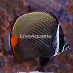 Pakistan Butterflyfish  (click for more detail)