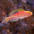 Splendid Pintail Fairy Wrasse Terminal Phase Male (click for more detail)