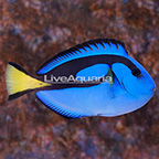 Blue Tang  (click for more detail)