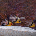 Pajama Cardinalfish (Trio) (click for more detail)