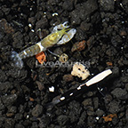 Western Pacific White Cap Goby with Purple Spotted Pistol Shrimp (click for more detail)