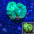 LiveAquaria® Neon Green Caulastrea Coral (click for more detail)