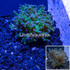 Australia Cultured Frogspawn Coral (click for more detail)