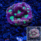 Australia Cultured Dipsastraea Brain Coral (click for more detail)