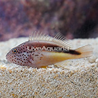 Freckle Face Hawkfish  (click for more detail)