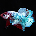 Galaxy Plakat Betta, Male (click for more detail)