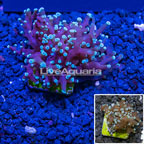 Australia Cultured Frogspawn Coral (click for more detail)