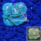 Australian Cultured Dipsastrea Coral (click for more detail)