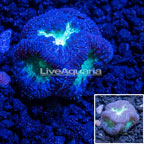 Australia Cultured Blastomussa Coral (click for more detail)