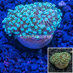 LiveAquaria® Cultured Grape Coral (click for more detail)