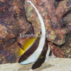Heniochus Black and White Butterflyfish (click for more detail)