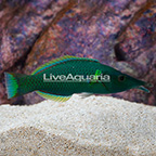 Green Bird Wrasse (click for more detail)