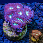 LiveAquaria® Cultured Blastomussa Merletti Coral  (click for more detail)