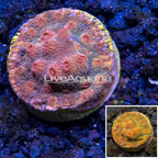 LiveAquaria® Cultured Green and Red Cyphastrea Coral (click for more detail)