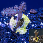 LiveAquaria® Cultured Kenya Tree Coral (click for more detail)