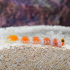 Pink Bar Goby (click for more detail)