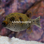 Freckled Dogface Puffer (click for more detail)