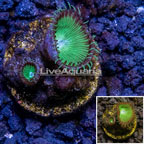 LiveAquaria® Cultured Protopalythoa Coral Australia (click for more detail)