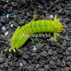 Green Mantis Shrimp (click for more detail)