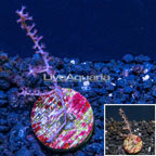 LiveAquaria® Cultured Purple Gorgonia Coral (click for more detail)