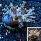 Leather Coral Indonesia  (click for more detail)