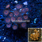 Zoanthus Coral Indonesia (click for more detail)