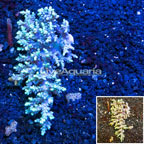 Acropora Coral Australia (click for more detail)