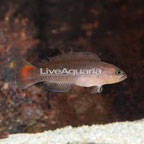 Yellow Breasted Dottyback (click for more detail)