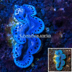 Maxima Clam Blue/Purple (click for more detail)