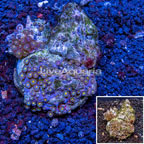 Zoanthus Coral Indonesia  (click for more detail)