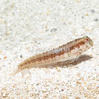 Chestnut Eyelash Blenny (click for more detail)