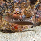 Black Combtooth Blenny (click for more detail)