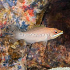 Scarlet Pin Stripe Wrasse (click for more detail)