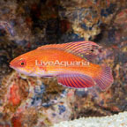 Linespot Flasher Wrasse  (click for more detail)