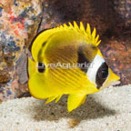 Raccoon Butterflyfish (click for more detail)