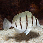 Convict Tang (click for more detail)