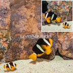 Clarkii Clownfish, Pair (click for more detail)