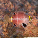 Yellow Banded Possum Wrasse (click for more detail)