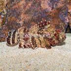 Red Scorpionfish (click for more detail)