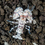  Harlequin Shrimp, Male (click for more detail)