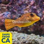 Blue Spotted Toby Puffer  (click for more detail)